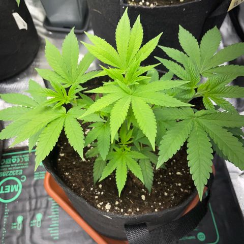 Big Bud 1 Klon 1 by KilliczGe growlog timeline photo