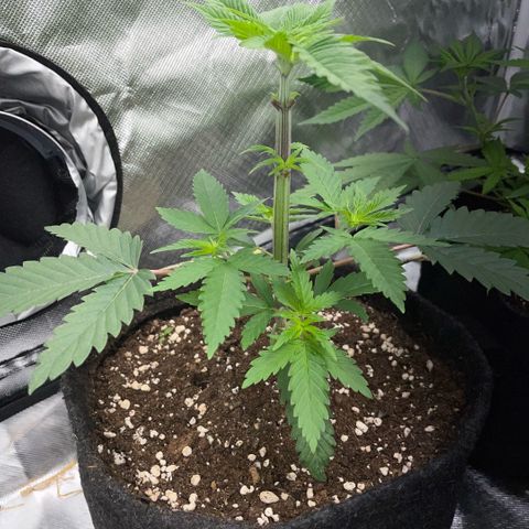 Dante’s Inferno - Mile High Dave by KilliczGe growlog timeline photo