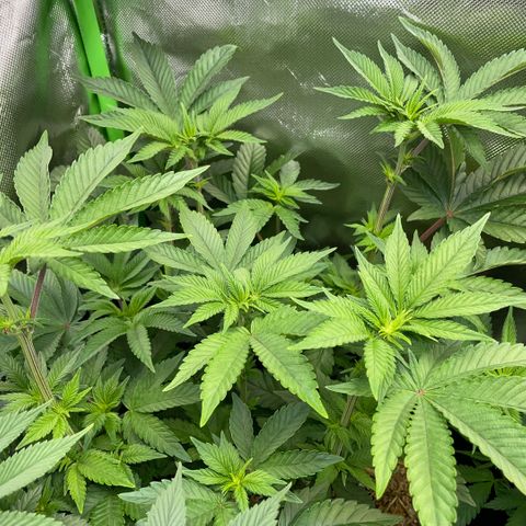 Cereal Milk #3 by KilliczGe growlog timeline photo