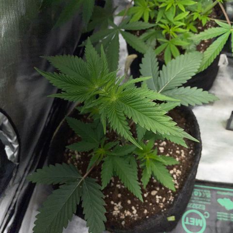 Dante’s Inferno - Mile High Dave by KilliczGe growlog timeline photo