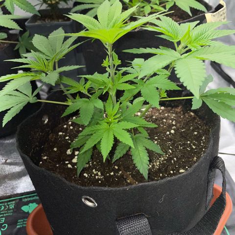 Big Bud 1 Klon 1 by KilliczGe growlog timeline photo