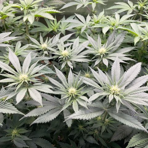 Permanent Marker by KilliczGe growlog timeline photo