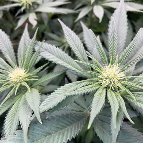 Permanent Marker by KilliczGe growlog timeline photo