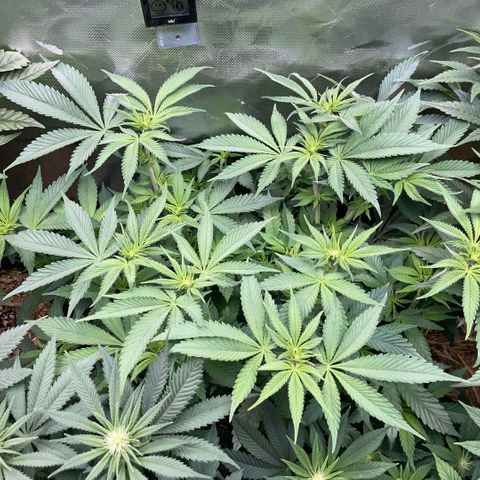 Purple Zkittlez #1 by KilliczGe growlog timeline photo