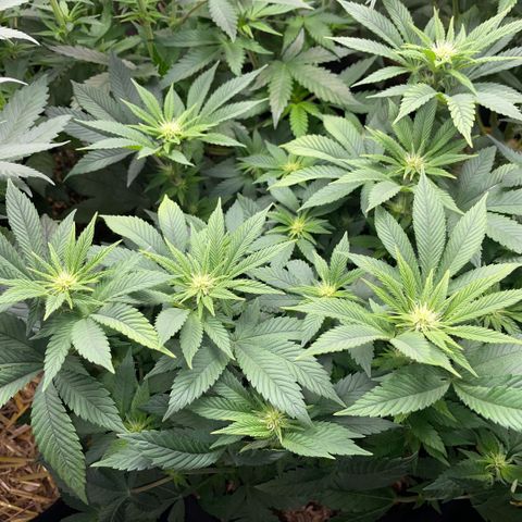 Big Bud by KilliczGe growlog timeline photo