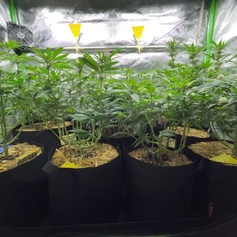 Cereal Milk #3 by KilliczGe growlog timeline photo