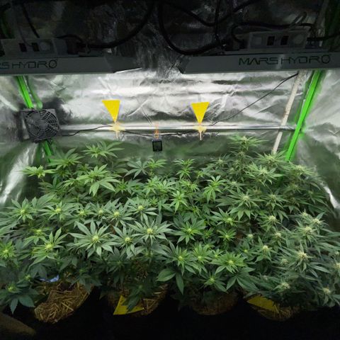 Cereal Milk #3 by KilliczGe growlog timeline photo