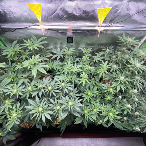 Cereal Milk #3 by KilliczGe growlog timeline photo