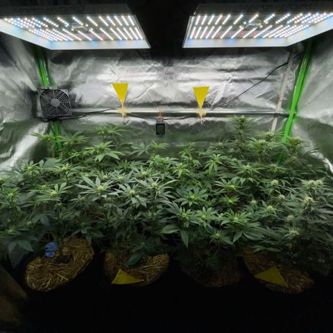 Cereal Milk #3 by KilliczGe growlog timeline photo