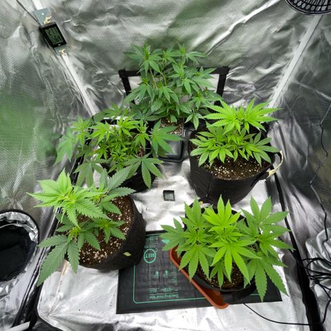 Dante’s Inferno - Mile High Dave by KilliczGe growlog timeline photo