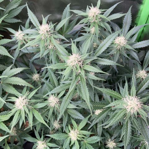 Purple Punch Automatic by KilliczGe growlog timeline photo