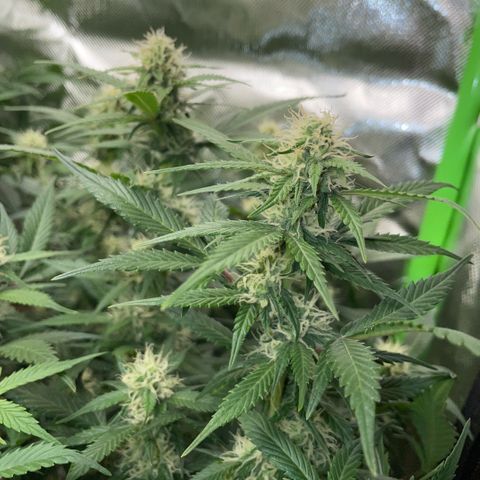 Purple Punch Automatic by KilliczGe growlog timeline photo