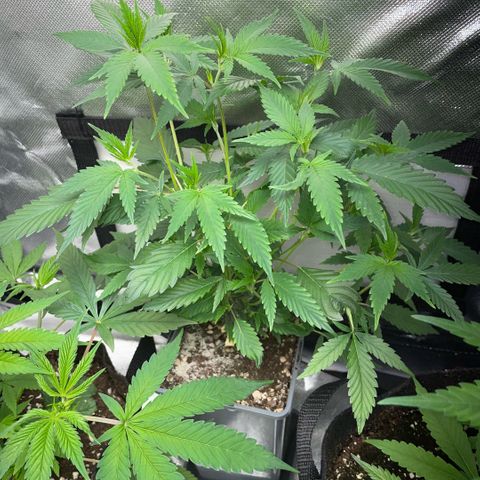 Tangerine Dream Clon #1 by KilliczGe growlog timeline photo