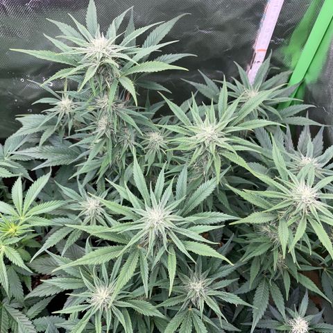 White Widow Automatic by KilliczGe growlog timeline photo