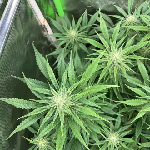 White Widow Automatic by KilliczGe growlog timeline photo