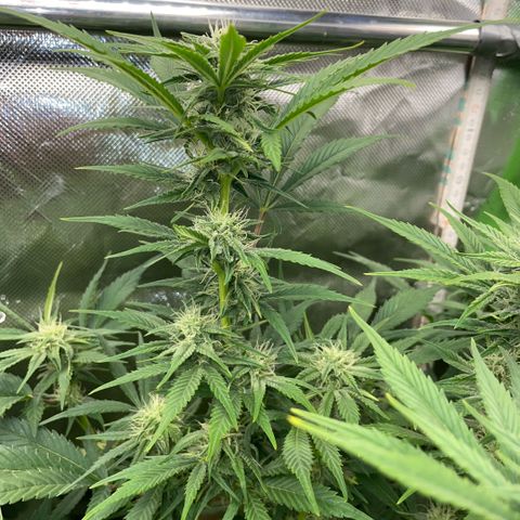 White Widow Automatic by KilliczGe growlog timeline photo