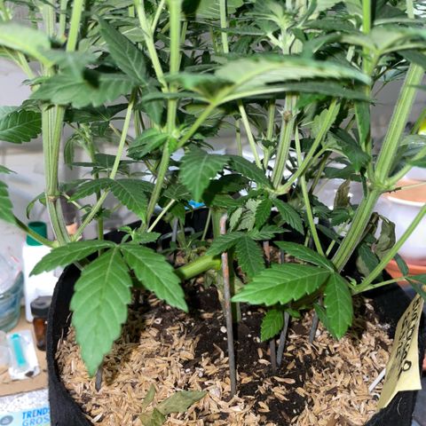 Big Bud by KilliczGe growlog timeline photo