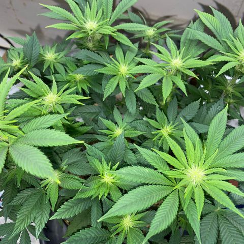 Big Bud by KilliczGe growlog timeline photo