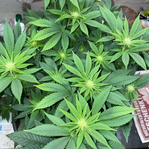 Big Bud by KilliczGe growlog timeline photo