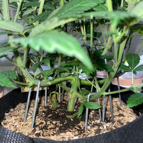 Big Bud by KilliczGe growlog timeline photo