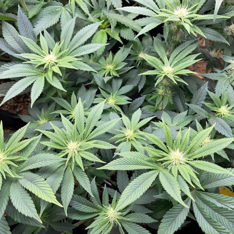 Big Bud by KilliczGe growlog timeline photo