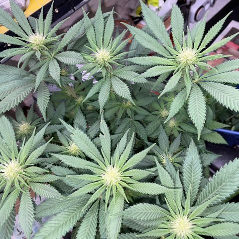 Permanent Marker by KilliczGe growlog timeline photo