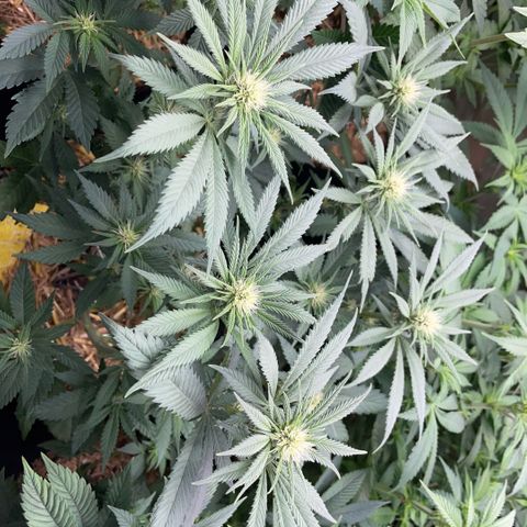 Permanent Marker by KilliczGe growlog timeline photo