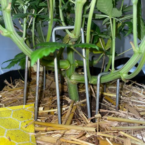 Permanent Marker by KilliczGe growlog timeline photo