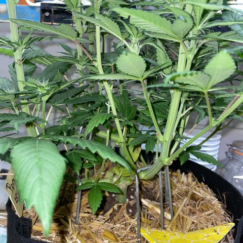 Permanent Marker by KilliczGe growlog timeline photo