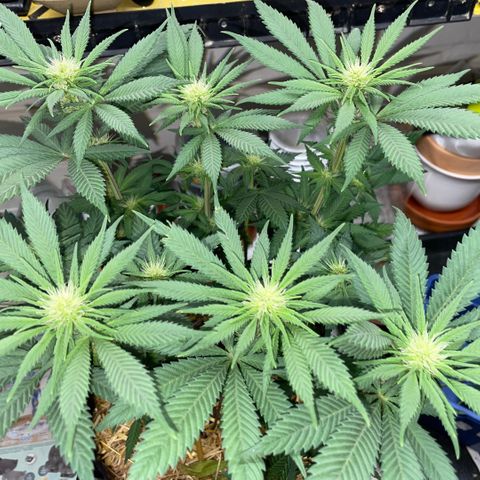 Permanent Marker by KilliczGe growlog timeline photo