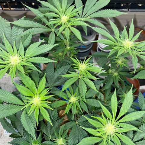 Purple Zkittlez #2 by KilliczGe growlog timeline photo