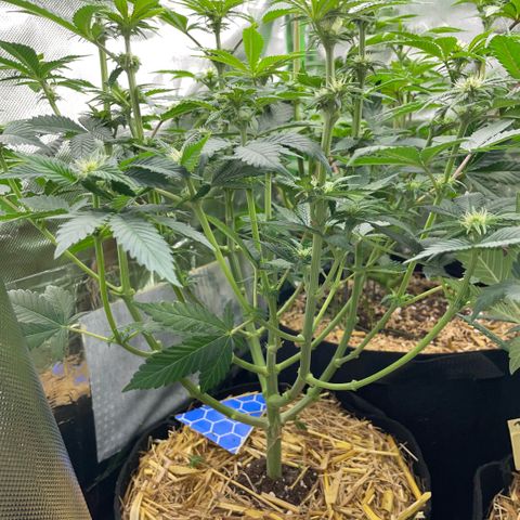 Purple Zkittlez #2 by KilliczGe growlog timeline photo