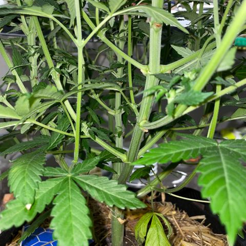 Purple Zkittlez #2 by KilliczGe growlog timeline photo