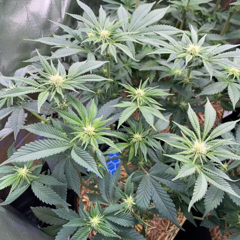 Purple Zkittlez #2 by KilliczGe growlog timeline photo