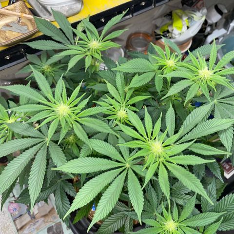 Purple Zkittlez #2 by KilliczGe growlog timeline photo