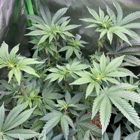 Cereal Milk #3 by KilliczGe growlog timeline photo