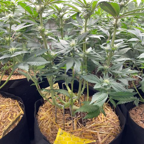 Permanent Marker by KilliczGe growlog timeline photo