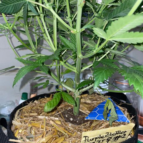 Purple Zkittlez #2 by KilliczGe growlog timeline photo