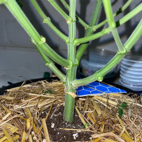 Purple Zkittlez #2 by KilliczGe growlog timeline photo