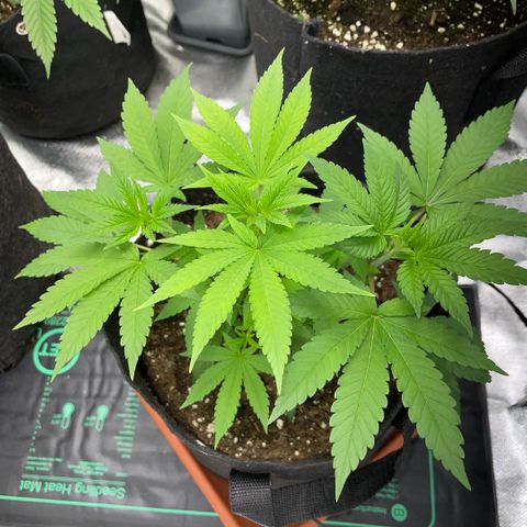Big Bud 1 Klon 1 by KilliczGe growlog timeline photo