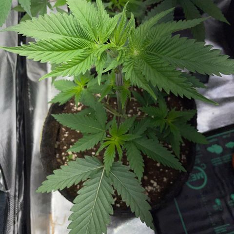 Dante’s Inferno - Mile High Dave by KilliczGe growlog timeline photo