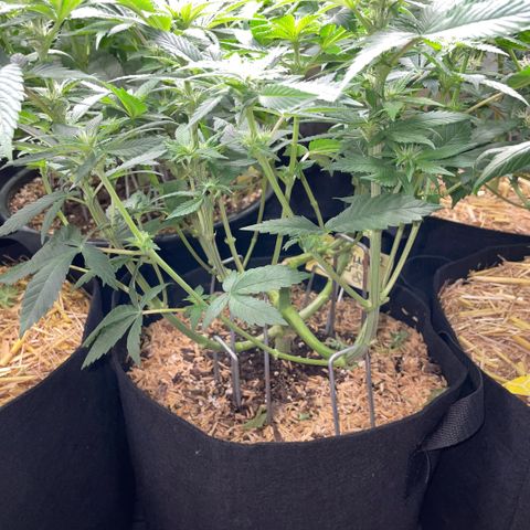 Big Bud by KilliczGe growlog timeline photo