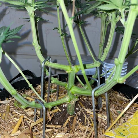 Permanent Marker by KilliczGe growlog timeline photo