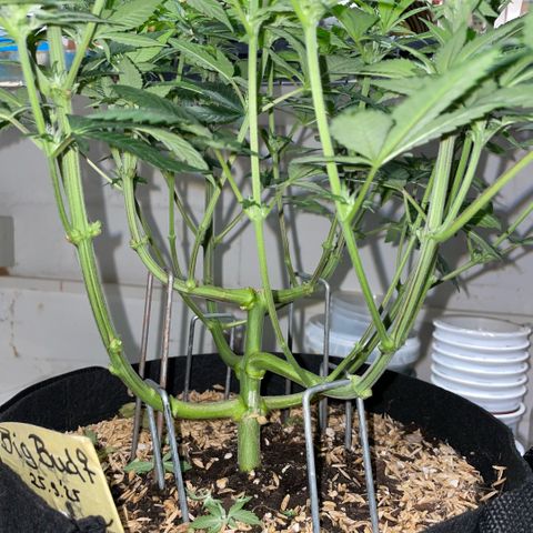 Big Bud by KilliczGe growlog timeline photo