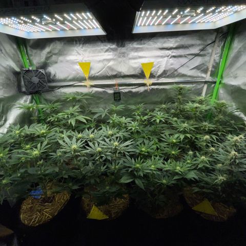 Cereal Milk #3 by KilliczGe growlog timeline photo