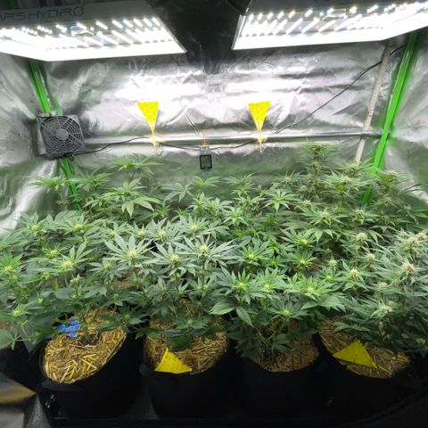 Cereal Milk #3 by KilliczGe growlog timeline photo