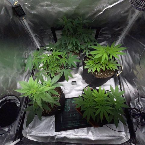 Dante’s Inferno - Mile High Dave by KilliczGe growlog timeline photo