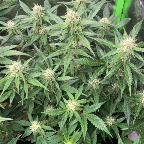 Purple Punch Automatic by KilliczGe growlog timeline photo