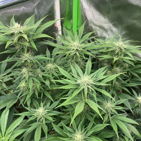 White Widow Automatic by KilliczGe growlog timeline photo