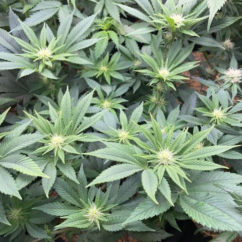 Big Bud by KilliczGe growlog timeline photo